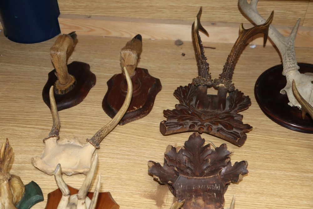 A quantity of taxidermic antlers, horns and deer feet, several on Black Forest mounts